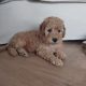 Beautiful 10 Week Old Cavapoo Puppy