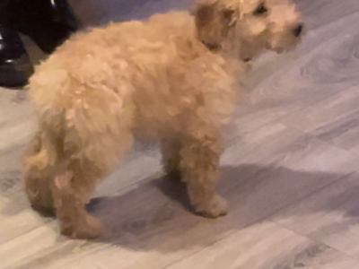Playful Cockapoo Puppy in Tallaght
