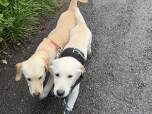 Labrador Retriever Puppies