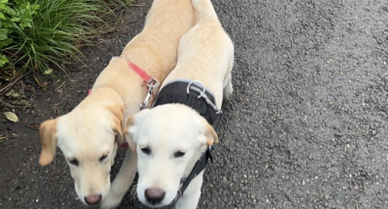 Labrador Retriever Puppies