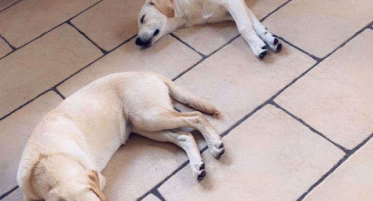 Labrador Retriever Puppies