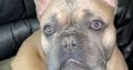 French bulldog for sale