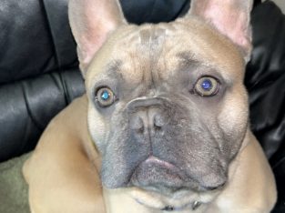 French bulldog for sale