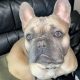 French bulldog for sale