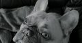 French bulldog for sale