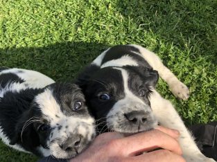 Well bred springer spaniels