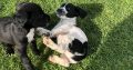 Well bred springer spaniels