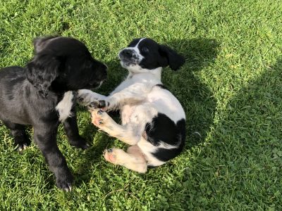 Springer Spaniel Puppies in Ballyforan – Playful!