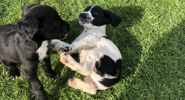 Well bred springer spaniels