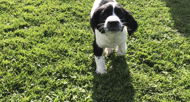 Well bred springer spaniels