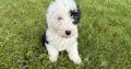 Old English x sheepdog pups