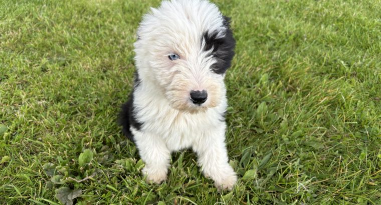 Old English sheepdog pups