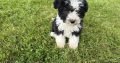 Old English x sheepdog pups