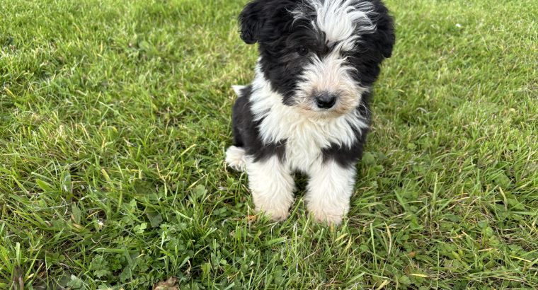 Old English sheepdog pups