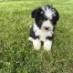 Old English sheepdog pups