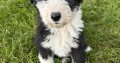 Old English x sheepdog pups