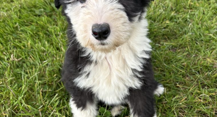 Old English x sheepdog pups