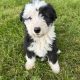 Old English x sheepdog pups