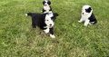 Old English sheepdog pups