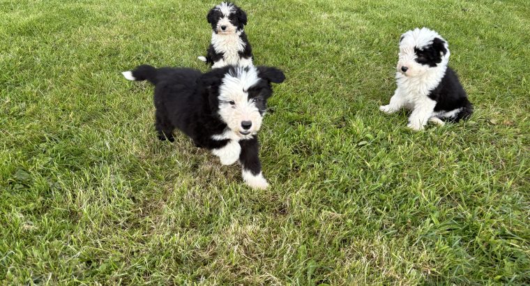 Old English x sheepdog pups