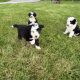 Old English x sheepdog pups