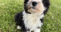 Old English x sheepdog pups