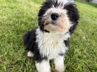 Old English sheepdog pups