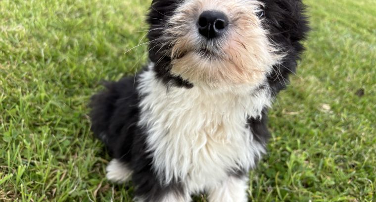 Old English x sheepdog pups