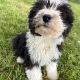 Old English sheepdog pups