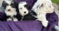 Old English x sheepdog pups