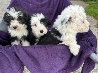 Old English x sheepdog pups