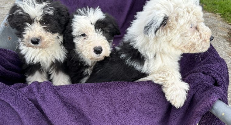 Old English x sheepdog pups