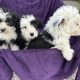 Old English x sheepdog pups