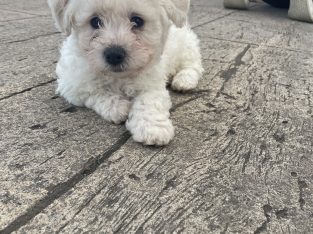 Bichon Frisé Puppies