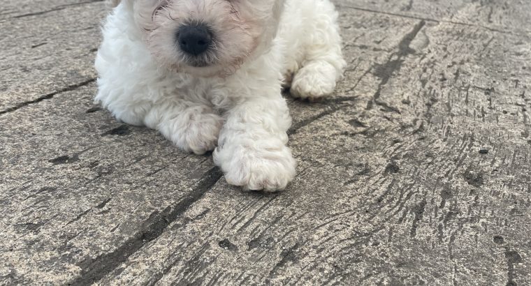 Bichon Frisé Puppies