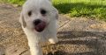 Bichon Frisé Puppies