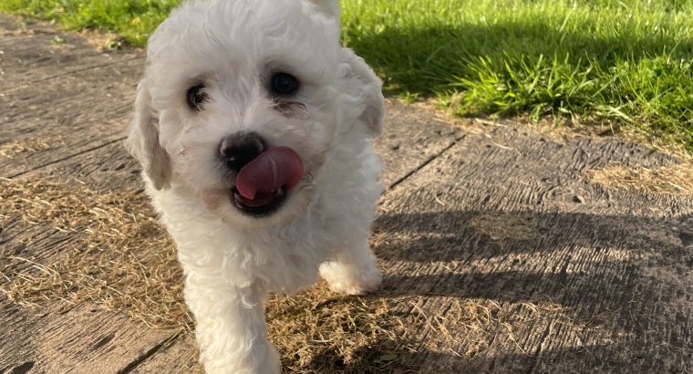 Bichon Frisé Puppies