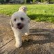 Bichon Frisé Puppies