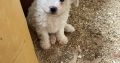 Bichon Frisé Puppies