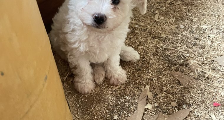 Bichon Frisé Puppies