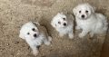 Bichon Frisé Puppies