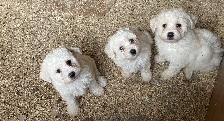 Bichon Frisé Puppies