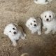 Bichon Frisé Puppies