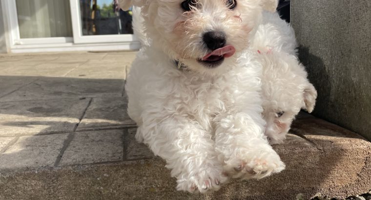 Bichon Frisé Puppies