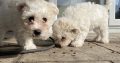 Bichon Frisé Puppies