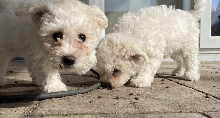 Bichon Frisé Puppies