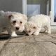 Bichon Frisé Puppies