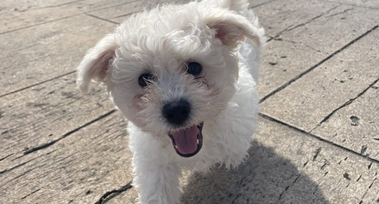 Bichon Frisé Puppies