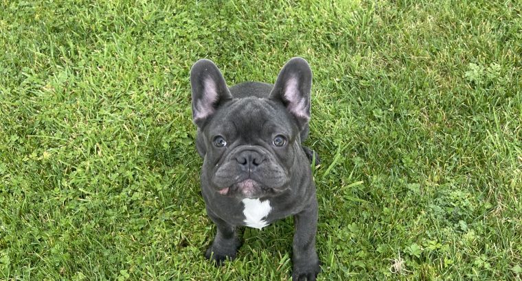 Blue French bulldog puppies