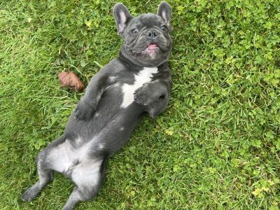 Blue French Bulldogs in Navan – Playful Pups